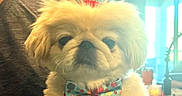 Kimchi joined the competition — help win amazing prizes! dog, puppy, party_hat, bow_tie, birthday, celebration, indoor, hand, cute, pet, animal, festive, colorful, cake_drawing, candles, person, holding, small_dog, fluffy, funny