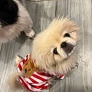 Kimchi joined the competition — help win amazing prizes! dog, puppy, fluffy, cute, pet, striped_clothing, teddy_bear_patch, curious, head_tilt, floor, tile, indoor, small_dog, fur, animal, companion, looking_up, two_dogs, black_and_white, beige