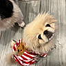 dog, puppy, fluffy, cute, pet, striped_clothing, teddy_bear_patch, curious, head_tilt, floor, tile, indoor, small_dog, fur, animal, companion, looking_up, two_dogs, black_and_white, beige