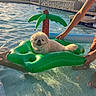 Kimchi joined the competition — help win amazing prizes! dog, pool, water, inflatable, float, green, sunlight, summer, outdoor, pet, happy, relaxing, hands, swimming_pool, palmtree, animal, leisure, fun, vacation, playful