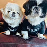 Kimchi joined the competition — help win amazing prizes! puppy, dog, small_dog, fluffy, black_and_white, white, pet_clothing, shirt, cute, indoors, leather, sofa, two_dogs, animal, portrait, companions, sitting, fur, adorable, pets