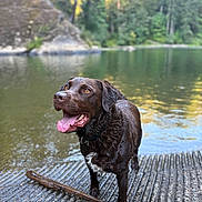 Moose joined the competition — help win amazing prizes! dog, chocolate_labrador, wet_dog, tongue_out, stick, river, water, nature, trees, rocks, outdoor, happy, pet, animal, canine, playful, summer, daytime, water_edge, fur