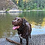 animal, canine, chocolate_labrador, daytime, dog, fur, happy, nature, outdoor, pet, playful, river, rocks, stick, summer, tongue_out, trees, water, water_edge, wet_dog