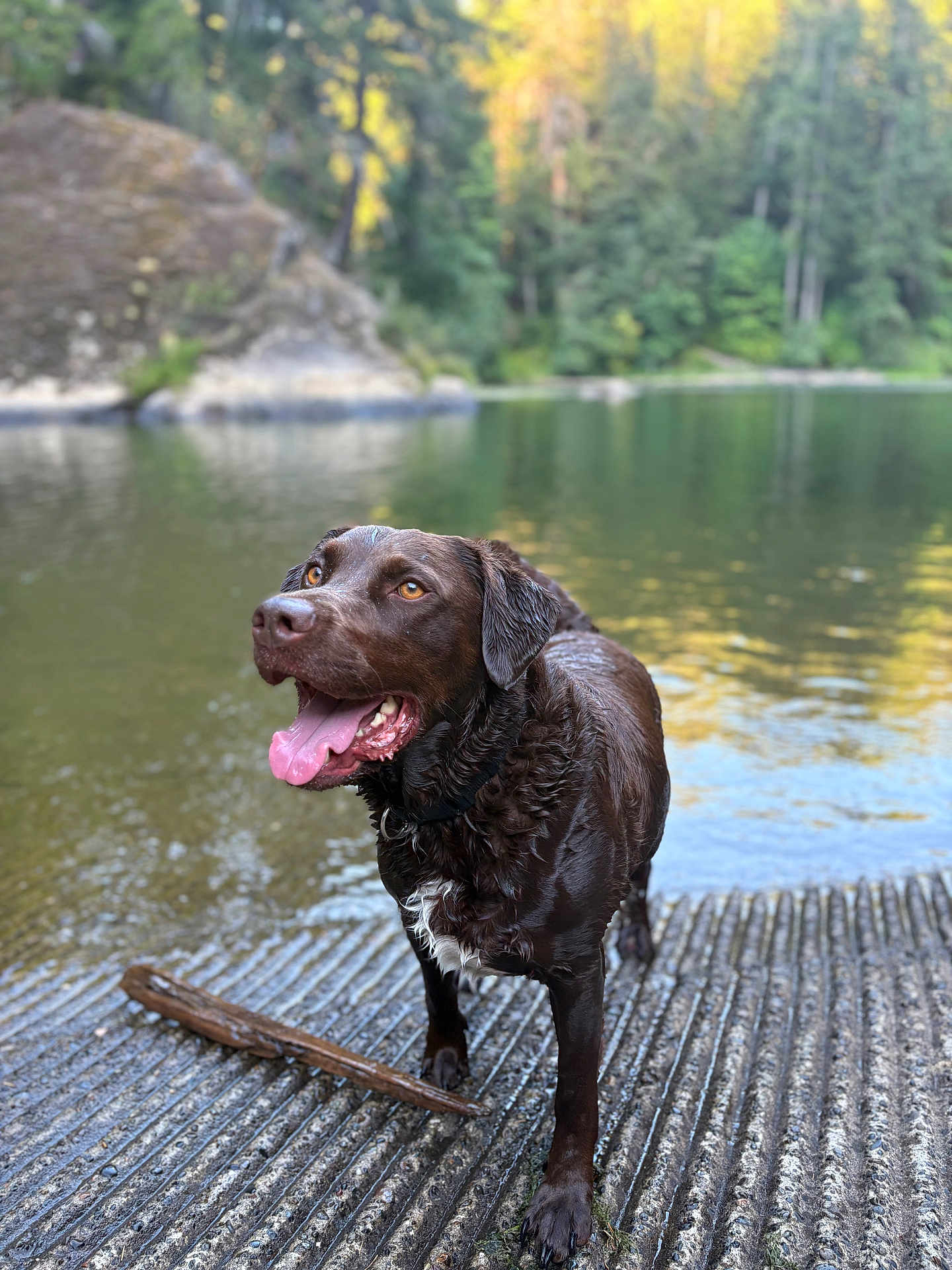 Moose