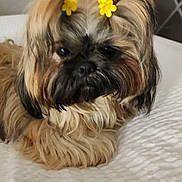 Cc Aka Cupcake is registered to the contest to win money with this photo: animal, bed, black, brown, companion, cozy, cute, dog, domestic_animal, ears, face, fluffy, fur, hair_clip, indoors, pet, resting, small_dog, white_bedspread, yellow_flower