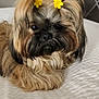 animal, bed, black, brown, companion, cozy, cute, dog, domestic_animal, ears, face, fluffy, fur, hair_clip, indoors, pet, resting, small_dog, white_bedspread, yellow_flower