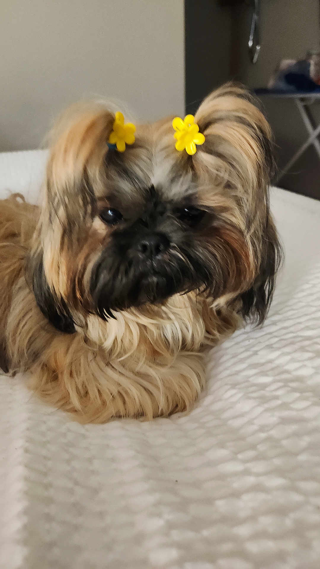 Cc Aka Cupcake is registered to the contest to win money with this photo: animal, bed, black, brown, companion, cozy, cute, dog, domestic_animal, ears, face, fluffy, fur, hair_clip, indoors, pet, resting, small_dog, white_bedspread, yellow_flower