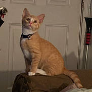 Blaze N Lucky is registered to the contest to win money with this photo: abyssinian, accessories, animal, cat, closet, couch, cupboard, egyptiancat, furniture, indoors, kitten, manx, pet, plywood, siamese, strap, wood