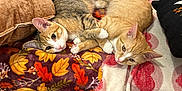 Blaze N Lucky joined the competition — help win amazing prizes! abyssinian, animal, architecture, bed, blanket, building, cat, couch, cushion, furniture, homedecor, indoors, kitten, livingroom, manx, person, pet, quilt, room, sleeping