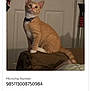 Blaze N Lucky joined the competition — help win amazing prizes! abyssinian, advertisement, animal, brush, cat, closet, cupboard, device, egyptiancat, envelope, file, furniture, kitten, manx, page, pet, poster, text, tool, webpage