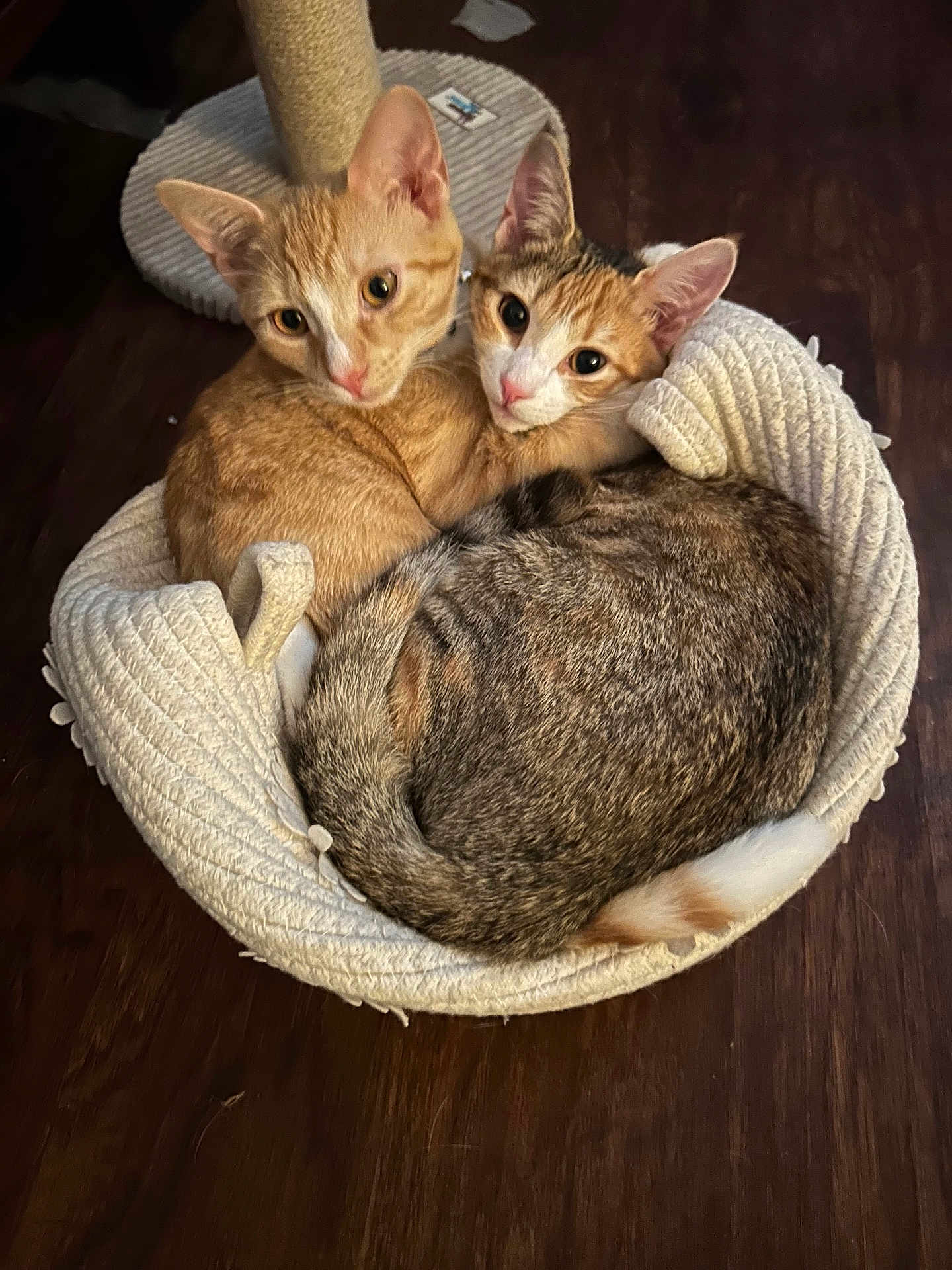 Blaze N Lucky joined the competition — help win amazing prizes! abyssinian, animal, canine, cat, dog, dogbed, kitten, pet, rat, rodent