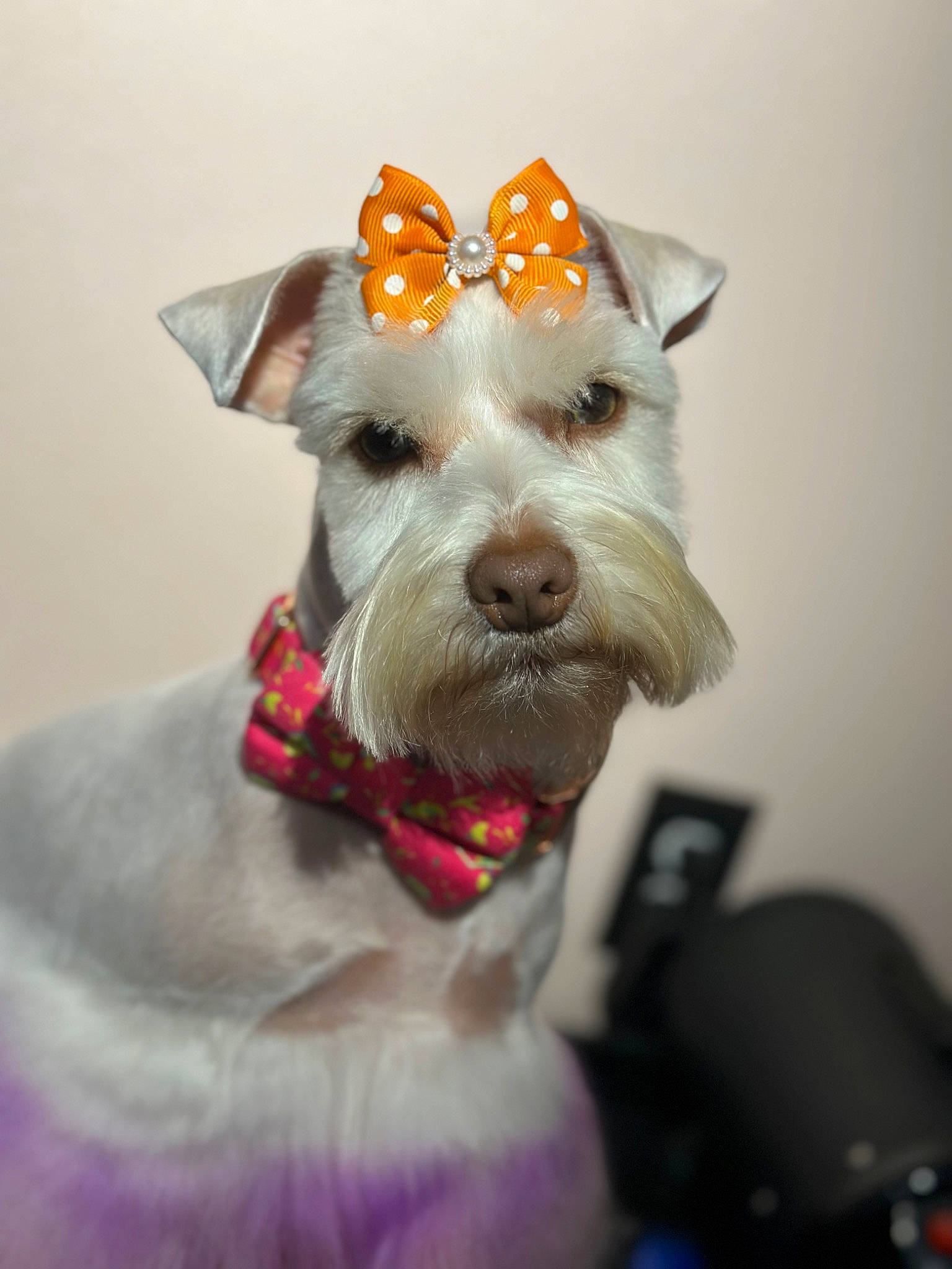 Paisley joined the competition — help win amazing prizes! canidae, carnivore, collar, companion_dog, dog, dog_breed, dog_collar, dog_supply, fashion_accessory, fawn, leash, party_hat, pet_supply, schnauzer, snout, sporting_group, standard_schnauzer, terrier, whiskers, working_animal