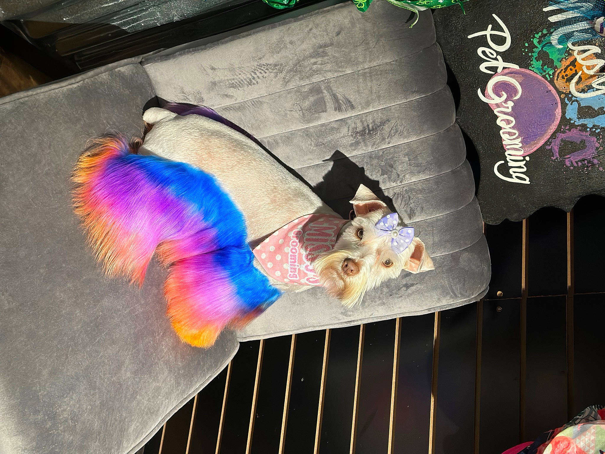 Paisley joined the competition — help win amazing prizes! electric_blue, event, fashion_accessory, feather, flooring, fur, line, magenta, natural_material, pattern, pink, plastic, purple, tail, textile, toy, visual_arts, white
