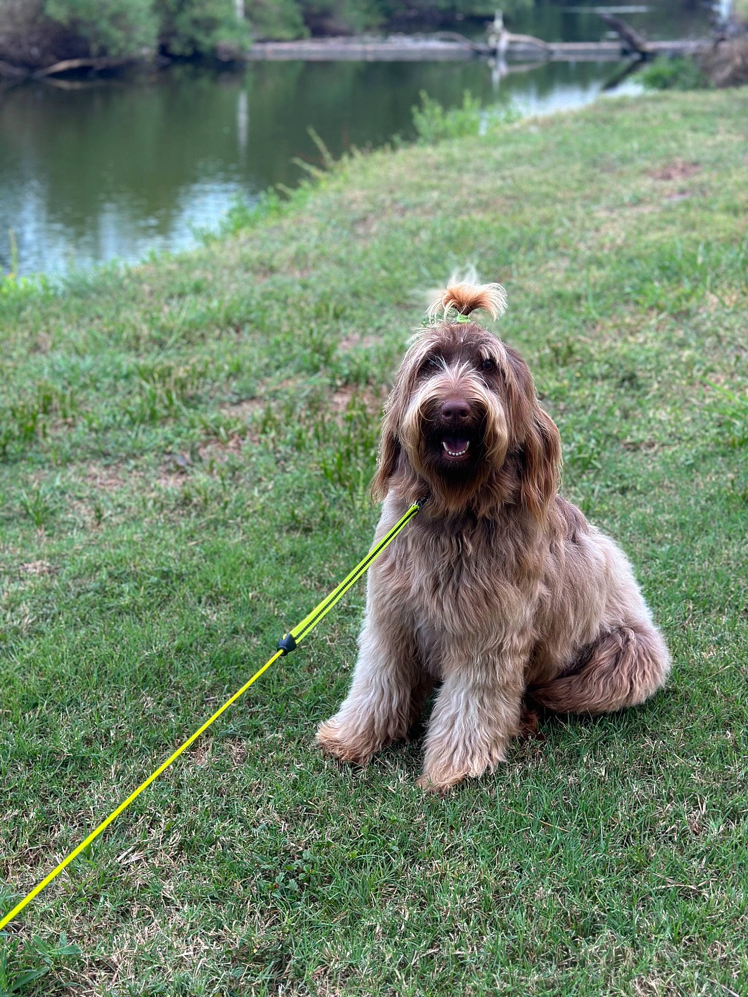 Mallory joined the competition — help win amazing prizes! canidae, carnivore, collar, companion_dog, dog, dog_breed, dog_collar, fur, grass, lake, leash, liver, plant, sporting_group, tail, terrier, toy_dog, water, water_dog, working_animal