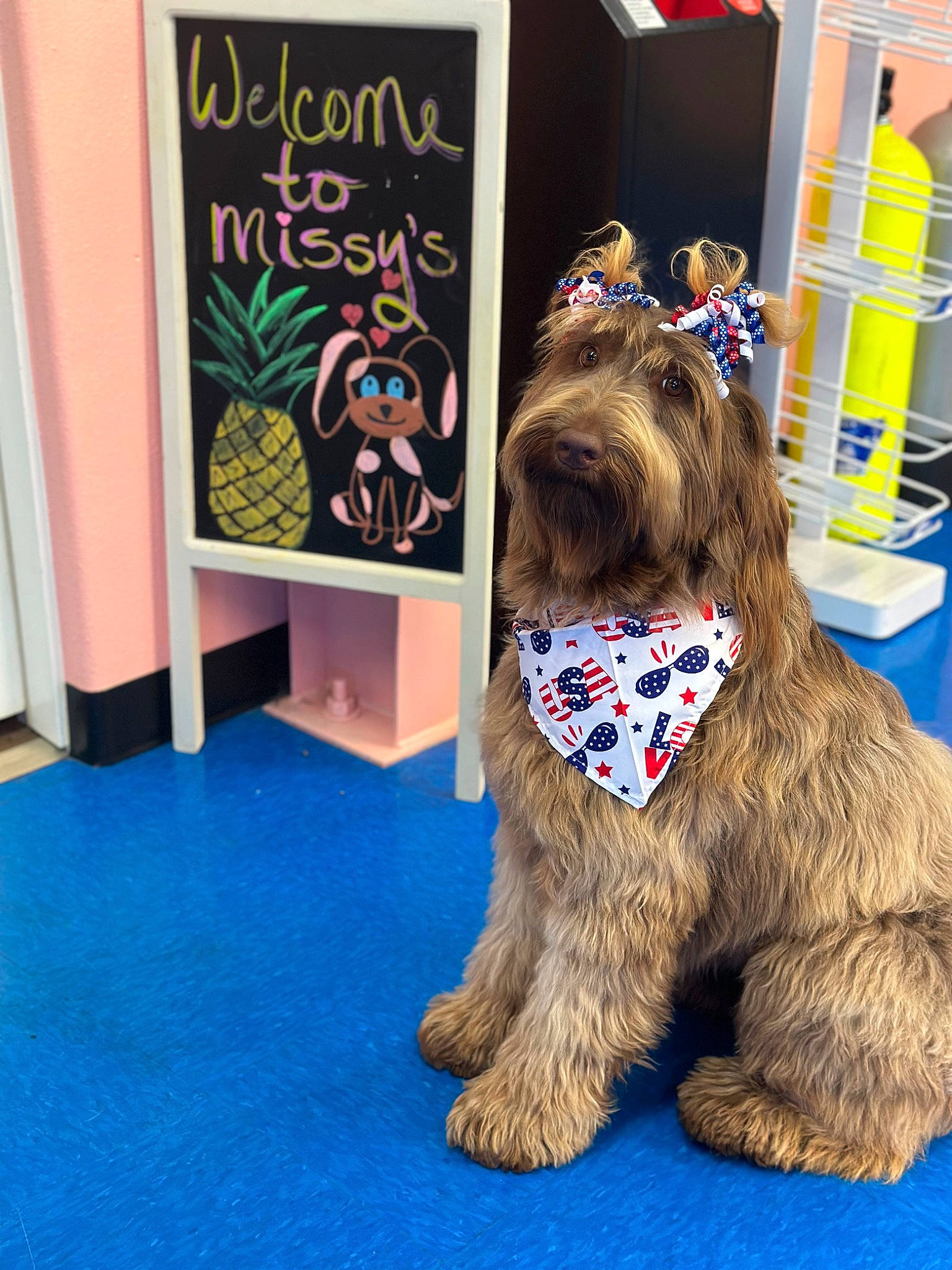 Mallory is registered to the contest to win money with this photo: art, carnivore, companion_dog, dog, dog_breed, dog_supply, event, flooring, fun, fur, liver, mammal, room, sporting_group, terrier, toy_dog, vertebrate, visual_arts, water_dog, working_animal