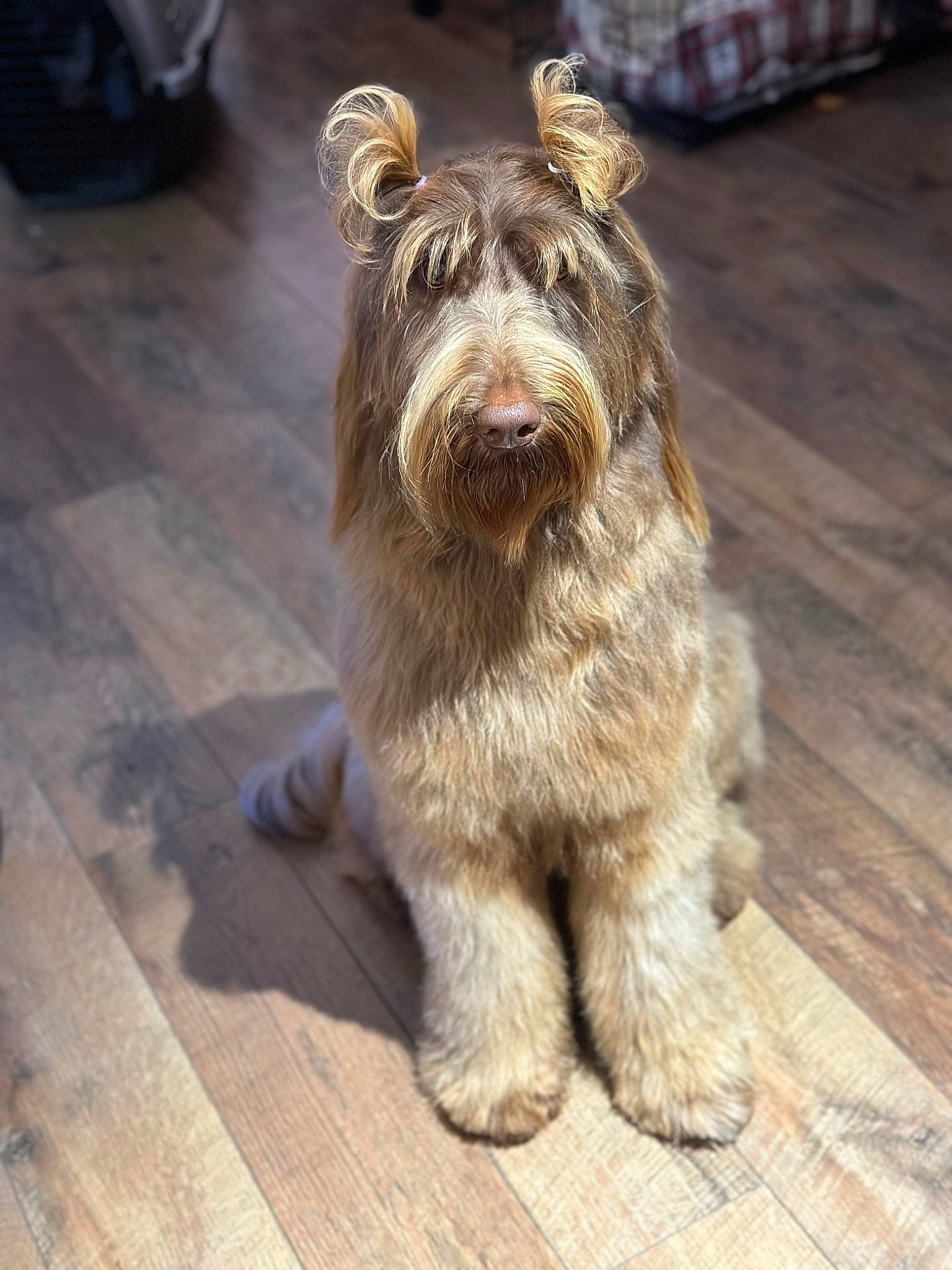 Mallory joined the competition — help win amazing prizes! canidae, carnivore, companion_dog, dog, dog_breed, dog_collar, flooring, fur, hardwood, leash, liver, road_surface, small_terrier, sporting_group, terrestrial_animal, terrier, toy_dog, wood, working_animal, yorkipoo