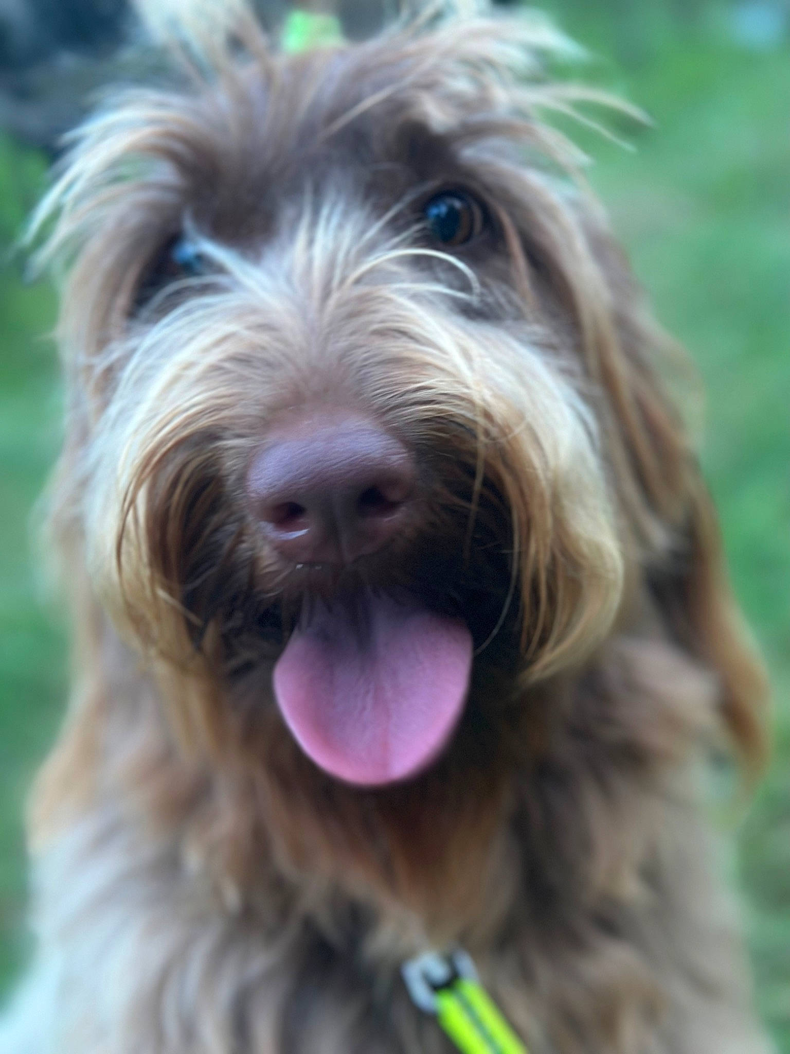 Mallory joined the competition — help win amazing prizes! canidae, carnivore, companion_dog, dog, dog_breed, fur, grass, liver, small_terrier, sporting_group, terrier, water_dog, working_animal, working_dog