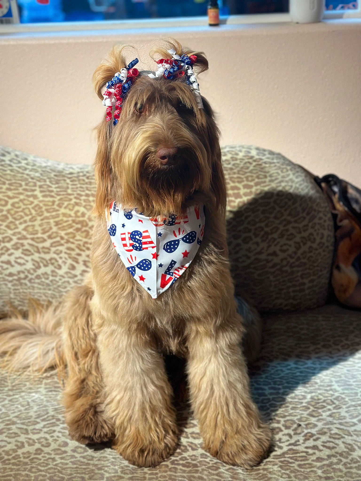 Mallory joined the competition — help win amazing prizes! blue, canidae, carnivore, collar, companion_dog, dog, dog_breed, dog_clothes, dog_collar, dog_supply, fashion_accessory, fur, liver, pet_supply, smile, sporting_group, terrier, toy_dog, water_dog, working_animal