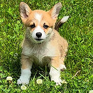 Sammy is registered to the contest to win money with this photo: puppy, dog, corgi, grass, greenery, outdoor, animal, cute, young, ears, tail, white_paws, nature, clover, sunlight, pet, fur, adorable, small, playful