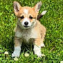 puppy, dog, corgi, grass, greenery, outdoor, animal, cute, young, ears, tail, white_paws, nature, clover, sunlight, pet, fur, adorable, small, playful
