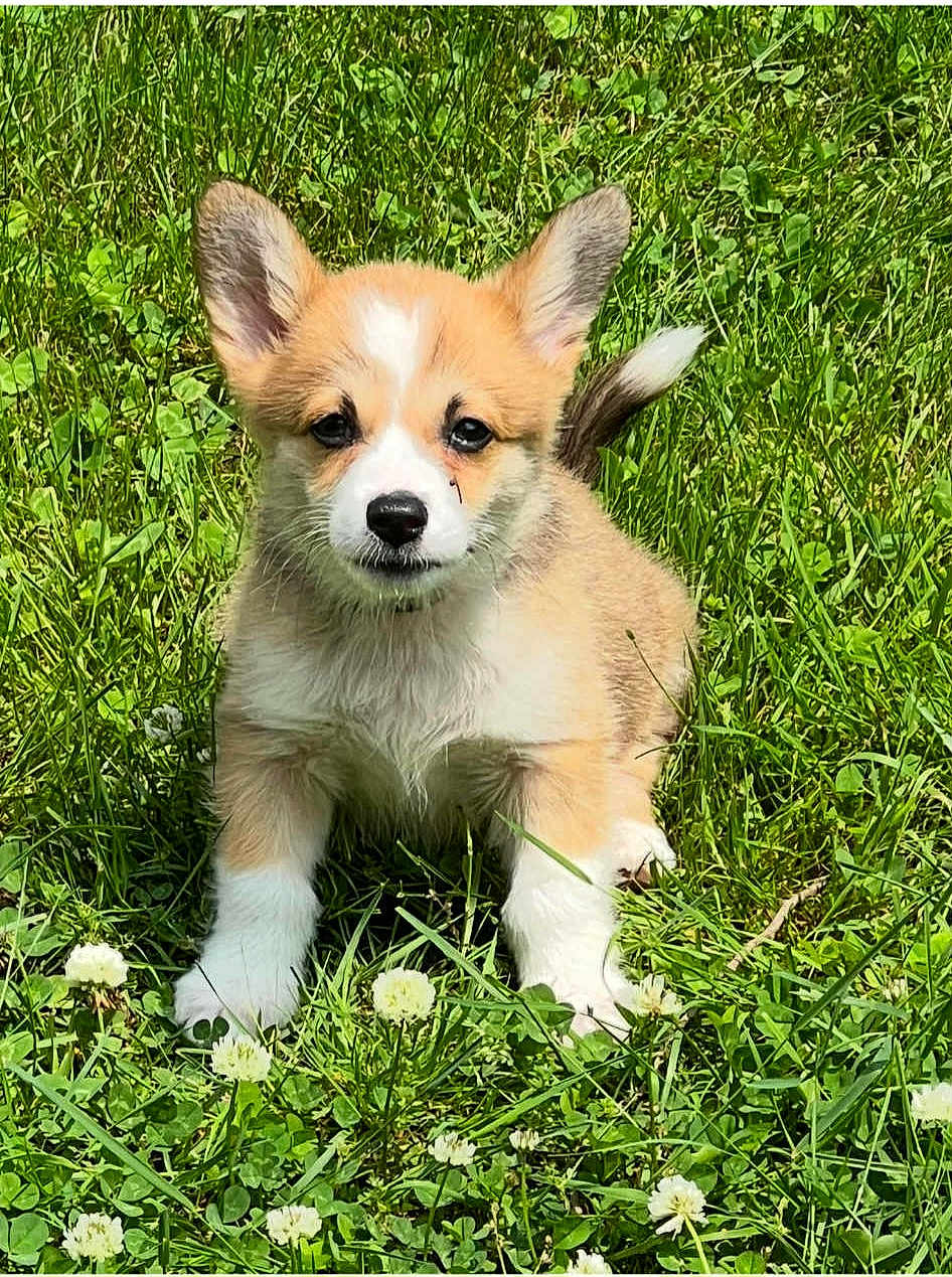 Sammy is registered to the contest to win money with this photo: puppy, dog, corgi, grass, greenery, outdoor, animal, cute, young, ears, tail, white_paws, nature, clover, sunlight, pet, fur, adorable, small, playful
