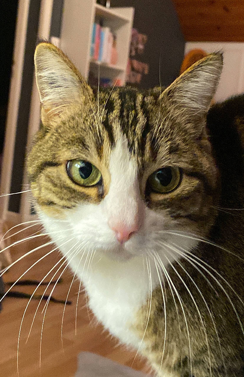 Nioki a rejoint le concours — aidez-le/la à gagner de superbes lots ! carnivore, cat, domestic_short_haired_cat, ear, eye, fawn, felidae, fur, grass, iris, paw, small_to_medium_sized_cats, snout, tree, whiskers, window