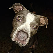 Artemis is registered to the contest to win money with this photo: animal, brown_eyes, canine, closeup, curious, dog, ears, face, four_legs, grass, head_tilt, looking, muzzle, night, outdoor, paw, pet, pitbull, snout, white_patch