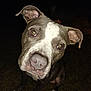 animal, brown_eyes, canine, closeup, curious, dog, ears, face, four_legs, grass, head_tilt, looking, muzzle, night, outdoor, paw, pet, pitbull, snout, white_patch