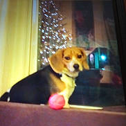 Bella is registered to the contest to win money with this photo: dog, beagle, indoor, christmas_tree, window, ball, pet, animal, blurred, brown, black, white, decorations, lights, sitting, looking, floor, home, cozy, calm