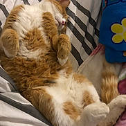 Garfield a rejoint le concours — aidez-le/la à gagner de superbes lots ! cat, orange_cat, white_cat, sleeping, lying_down, bed, blanket, striped, cozy, fluffy, paws, tail, indoor, pet, cute, relaxed, feline, fur, resting, domestic_cat