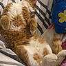 cat, orange_cat, white_cat, sleeping, lying_down, bed, blanket, striped, cozy, fluffy, paws, tail, indoor, pet, cute, relaxed, feline, fur, resting, domestic_cat