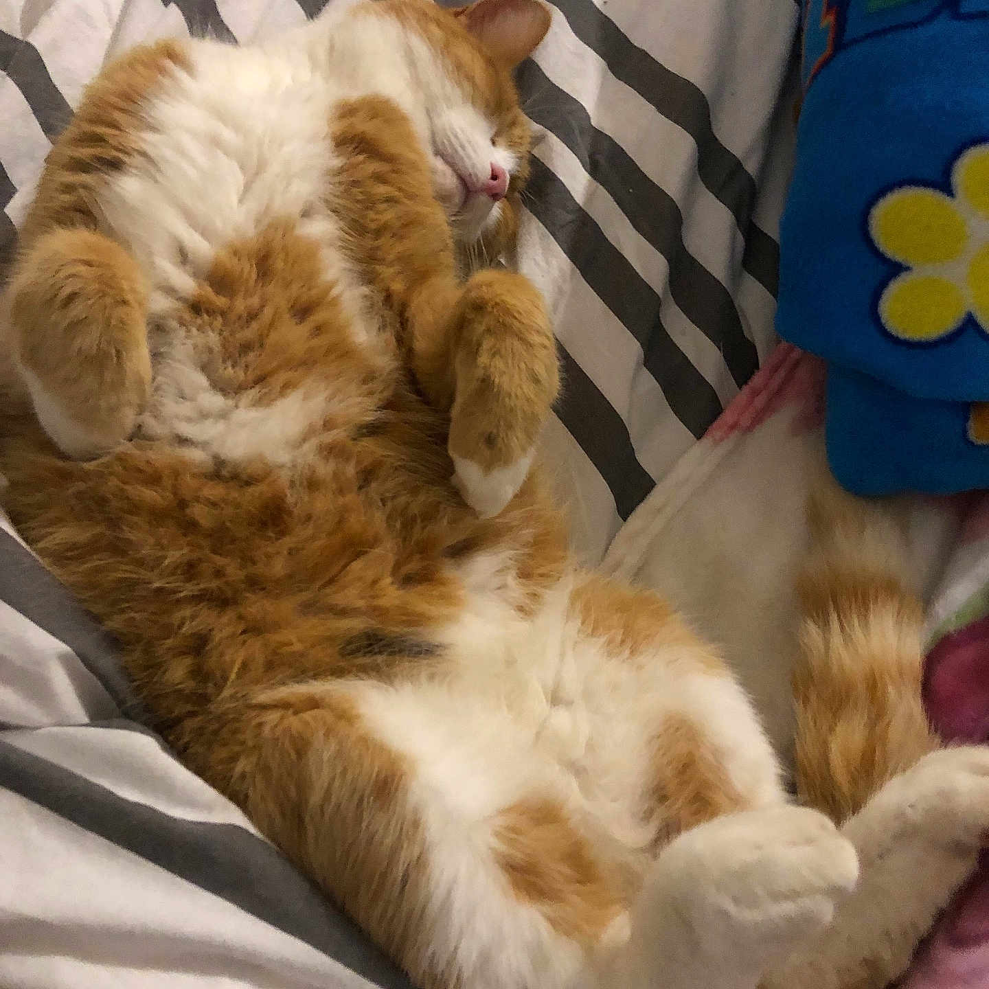 Garfield