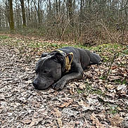 Flash participe au concours pour gagner de l'argent avec cette photo : dog, forest, leaves, outdoor, animal, nature, canine, brown, gray, fallen_leaves, trees, quiet, calm, resting, ground, harness, woods, seasonal, autumn, pet