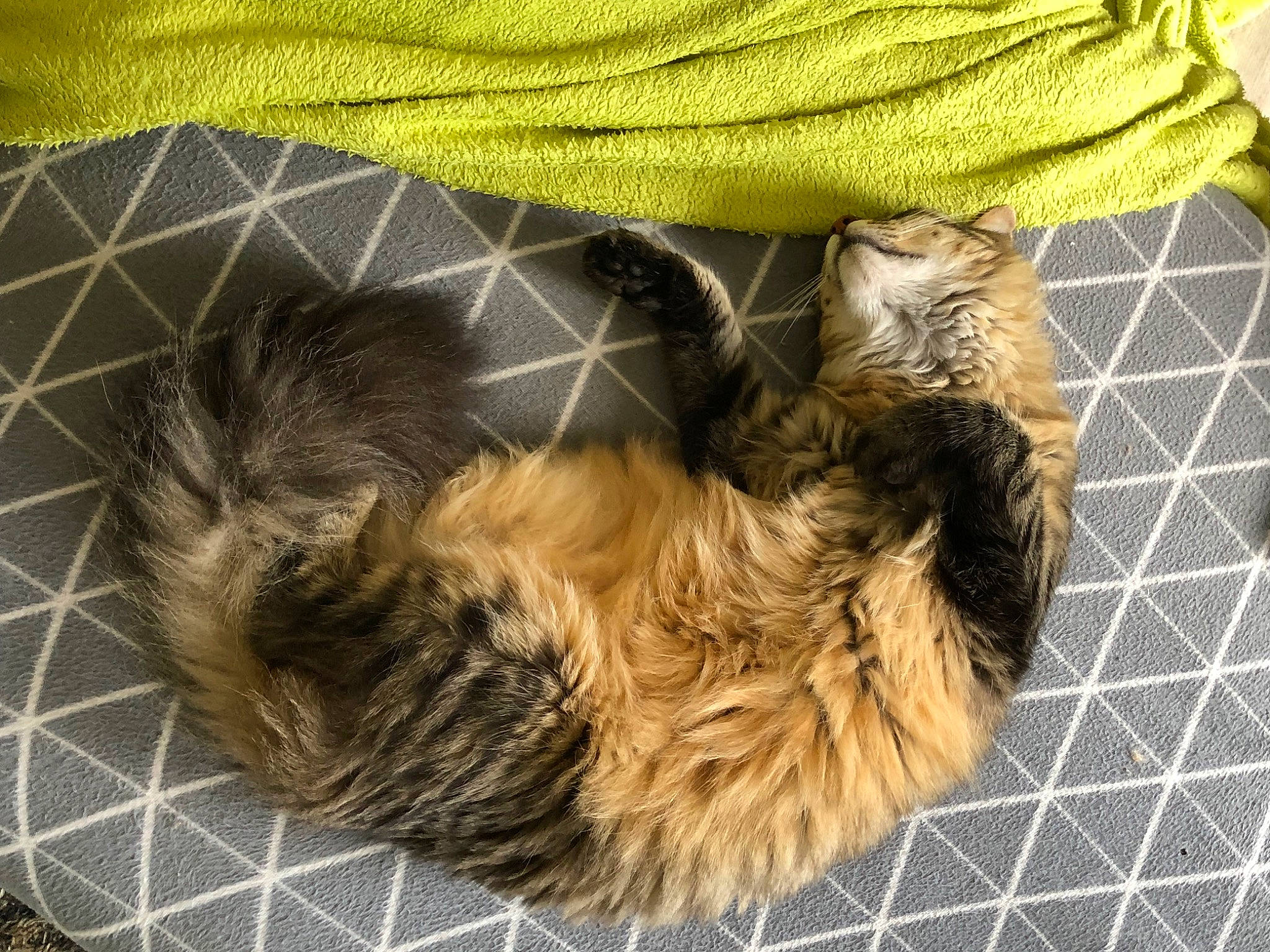 Marcel a rejoint le concours — aidez-le/la à gagner de superbes lots ! canidae, carnivore, cat, claw, comfort, companion_dog, dog_breed, fawn, felidae, flooring, fur, liver, pattern, paw, pet_supply, small_to_medium_sized_cats, sporting_group, tail, terrestrial_animal, whiskers