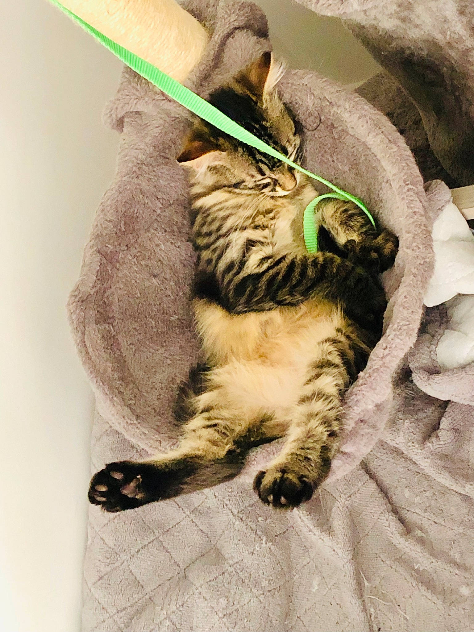 Marcel a rejoint le concours — aidez-le/la à gagner de superbes lots ! art, canidae, carnivore, cat, claw, comfort, domestic_short_haired_cat, fang, fawn, feather, felidae, foot, fur, nap, paw, small_to_medium_sized_cats, tail, terrestrial_animal, whiskers, working_animal