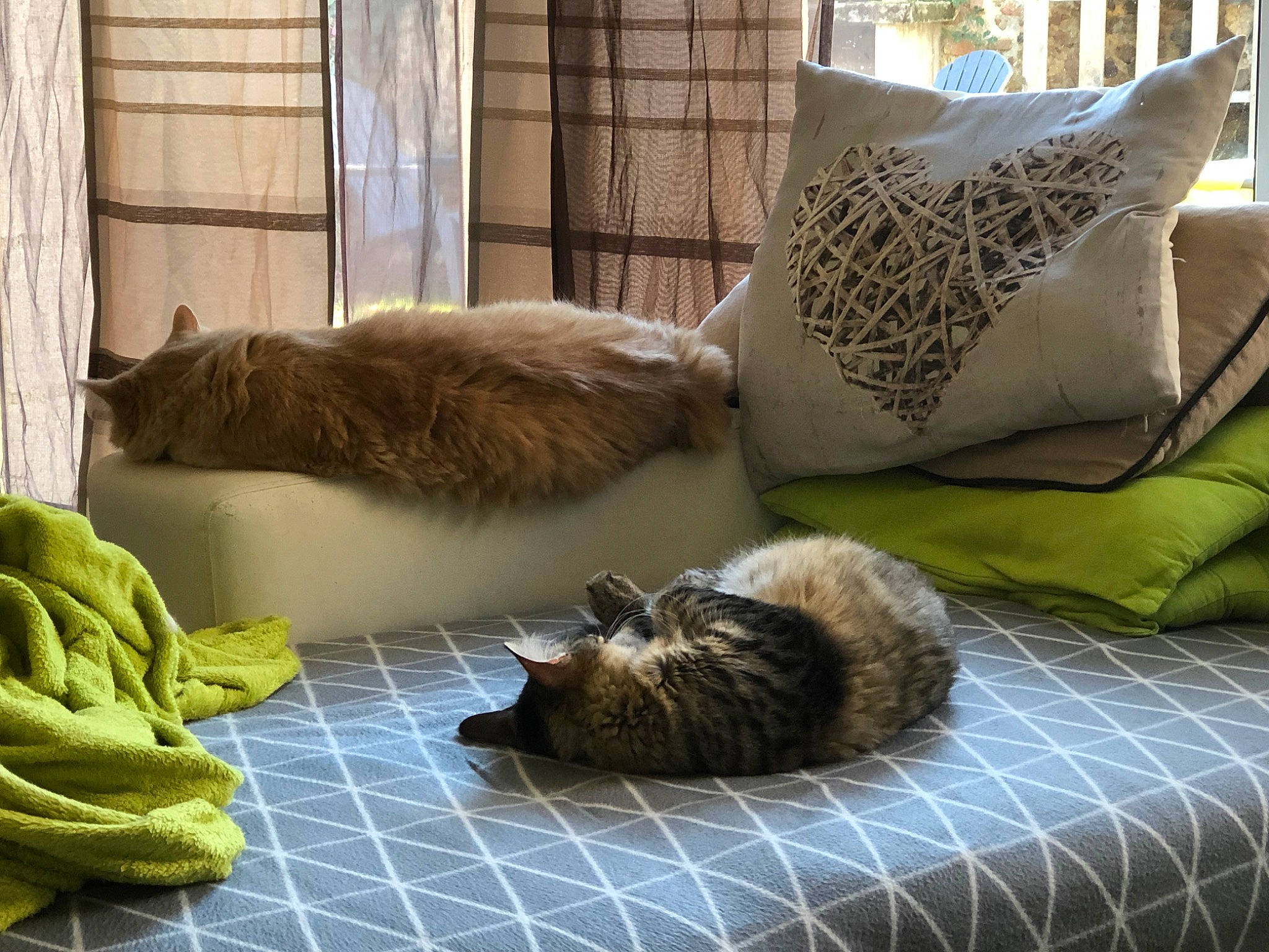 Marcel a rejoint le concours — aidez-le/la à gagner de superbes lots ! carnivore, cat, comfort, couch, felidae, floor, flooring, green, grey, interior_design, linens, living_room, mammal, small_to_medium_sized_cats, snapshot, textile, vertebrate, whiskers, window, wood