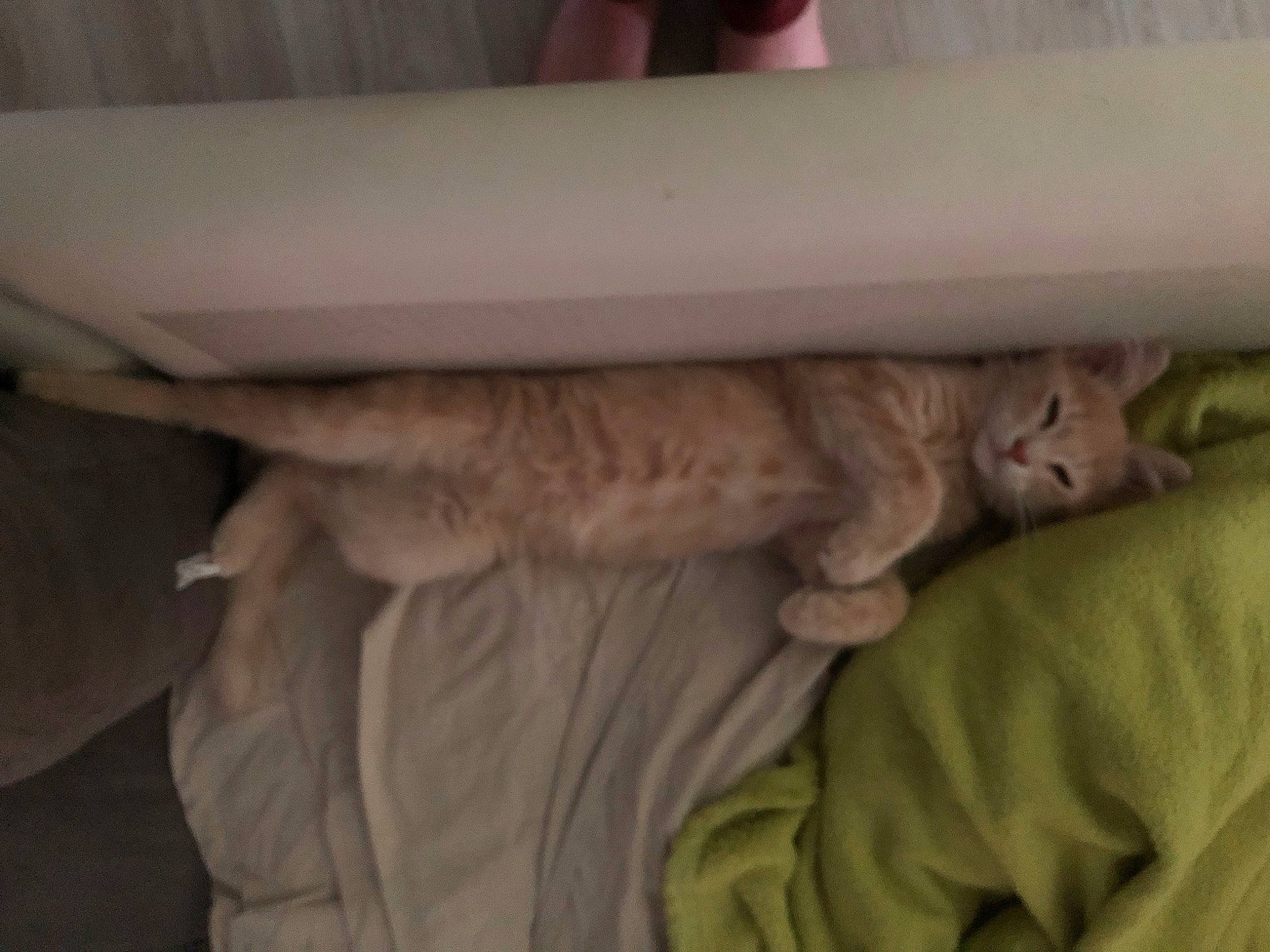 Raoul a rejoint le concours — aidez-le/la à gagner de superbes lots ! bed, carnivore, cat, comfort, domestic_short_haired_cat, elbow, fawn, felidae, fur, gesture, hardwood, linens, nap, paw, room, small_to_medium_sized_cats, tail, whiskers, wood, wrinkle