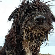 Max participe au concours pour gagner de l'argent avec cette photo : adventure, animal, beach, canine, close_up, collar, daytime, dog, fur, messy, muddy, nature, outdoor, pet, portrait, rocky, sandy, scruffy, sky, wild_hair
