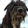 adventure, animal, beach, canine, close_up, collar, daytime, dog, fur, messy, muddy, nature, outdoor, pet, portrait, rocky, sandy, scruffy, sky, wild_hair