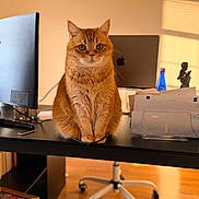 Chester Mcchesterton is registered to the contest to win money with this photo: animal, apple_logo, cat, computer_monitor, desk, desk_accessories, envelopes, ginger_cat, home_office, indoors, laptop, office_chair, orange_cat, paperwork, pet, portrait, sitting, sunlight, window_blinds, wooden_floor