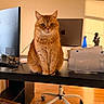 animal, apple_logo, cat, computer_monitor, desk, desk_accessories, envelopes, ginger_cat, home_office, indoors, laptop, office_chair, orange_cat, paperwork, pet, portrait, sitting, sunlight, window_blinds, wooden_floor