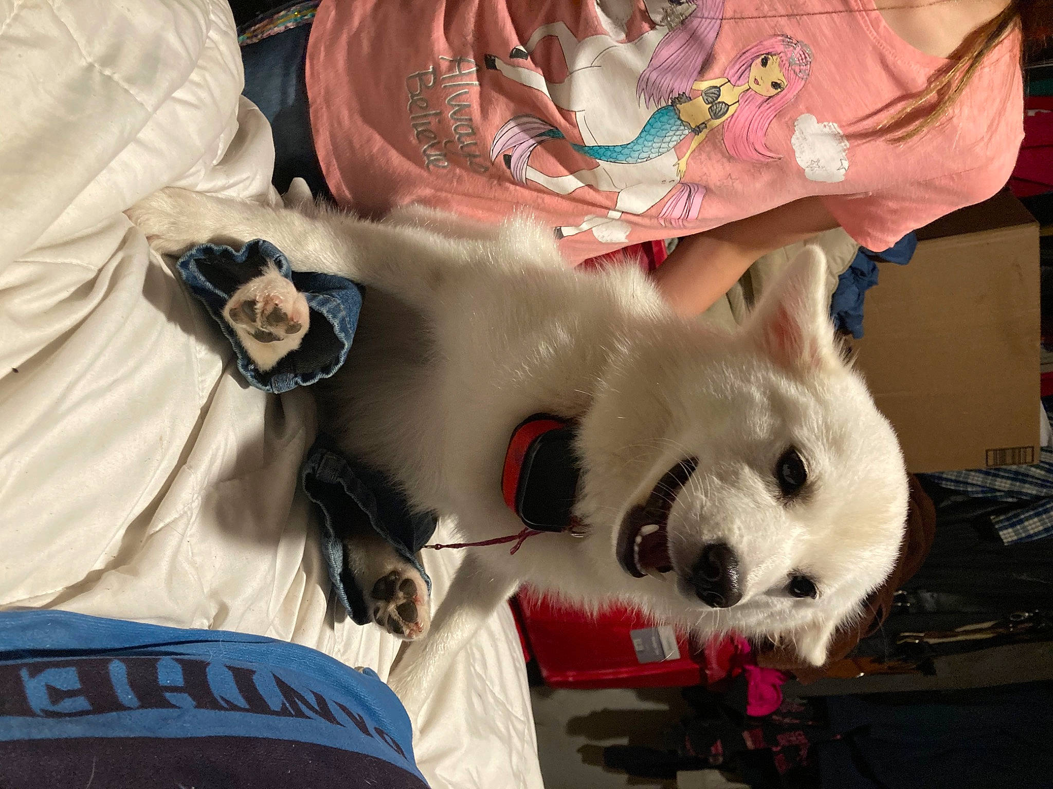 Bianca joined the competition — help win amazing prizes! bag, canidae, carmine, carnivore, companion_dog, dog, dog_breed, dog_supply, fashion_accessory, fawn, fur, linens, pattern, sleeve, snout, sporting_group, stuffed_toy, textile, toy, whiskers