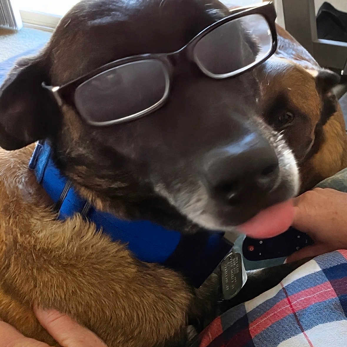 Delilah joined the competition — help win amazing prizes! animal, blue_collar, cheerful, closeup, companion, dog, domestic_animal, face, fur, glasses, hand, indoor, light, muzzle, person, pet, playful, relaxed, tongue, window