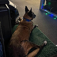 Delilah joined the competition — help win amazing prizes! animal, brown_fur, calm, carpet, collar, companion, cozy, cushion, dog, domestic, floor, furniture, holiday_lights, indoor, office_chair, pet, quiet, relaxed, resting, side_view
