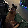 animal, brown_fur, calm, carpet, collar, companion, cozy, cushion, dog, domestic, floor, furniture, holiday_lights, indoor, office_chair, pet, quiet, relaxed, resting, side_view