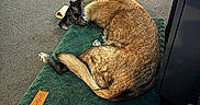Delilah is registered to the contest to win money with this photo: bag, brown_fur, carpet, collar, companion, cozy, dog, domestic, floor, furniture, indoor, mat, office_chair, pet, quiet, relaxed, resting, sleeping, toy, workspace
