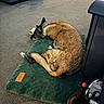 bag, brown_fur, carpet, collar, companion, cozy, dog, domestic, floor, furniture, indoor, mat, office_chair, pet, quiet, relaxed, resting, sleeping, toy, workspace
