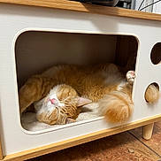 Girlie joined the competition — help win amazing prizes! animal, cat, cat_house, cozy, cute, cute_pet, feline, fur, home, indoor, nap, orange_cat, paw, pet, relaxed, resting, sleeping, soft, tail, wooden_furniture