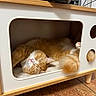 animal, cat, cat_house, cozy, cute, cute_pet, feline, fur, home, indoor, nap, orange_cat, paw, pet, relaxed, resting, sleeping, soft, tail, wooden_furniture