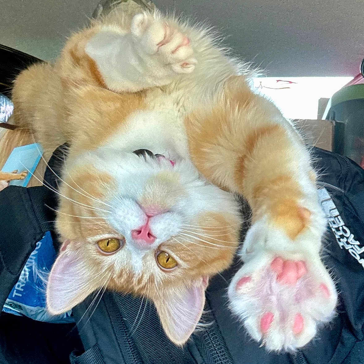 Girlie is registered to the contest to win money with this photo: cat, orange_cat, white_cat, pet, indoor, feline, cute, stretching, pink_paws, fluffy, whiskers, ears, upside_down, relaxed, domestic_animal, soft_fur, close_up, animal, playful, resting